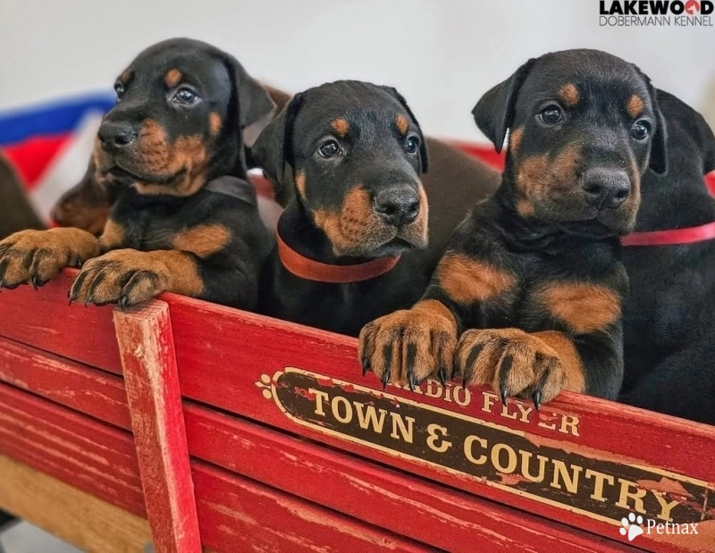 AKC Full Euro  Doberman Pinscher