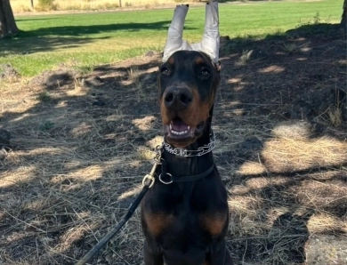 AKC Full Euro  Doberman Pinscher