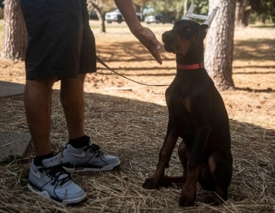 AKC Full Euro  Doberman Pinscher