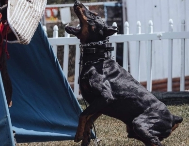 AKC Full Euro  Doberman Pinscher