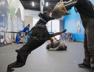 AKC Full Euro  Doberman Pinscher