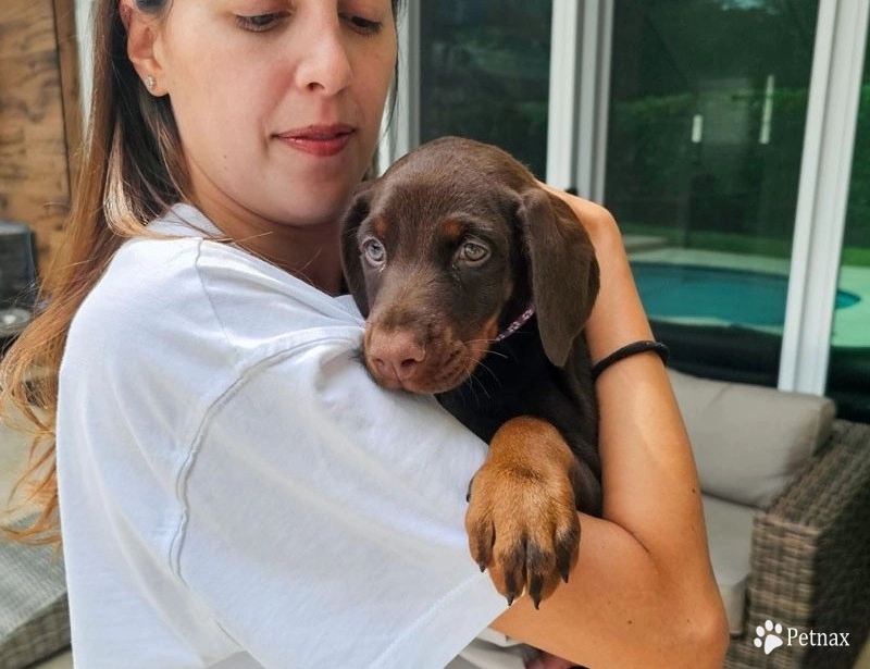 AKC Full Euro  Doberman Pinscher