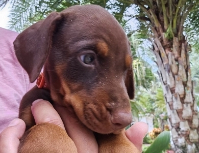 AKC Full Euro  Doberman Pinscher