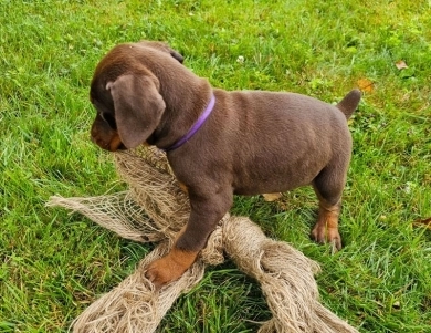 AKC Full Euro  Doberman Pinscher