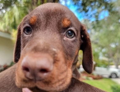 AKC Full Euro  Doberman Pinscher