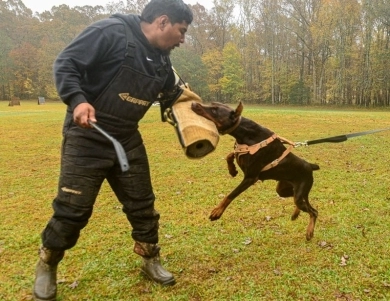 AKC Full Euro  Doberman Pinscher