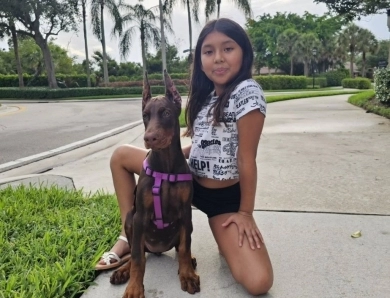 AKC Full Euro  Doberman Pinscher