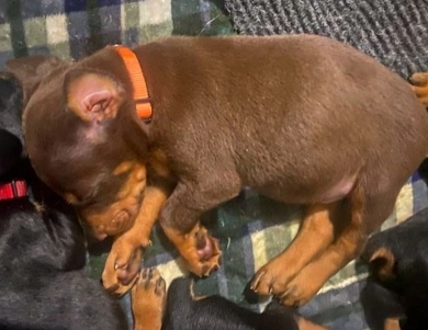 AKC Full Euro  Doberman Pinscher