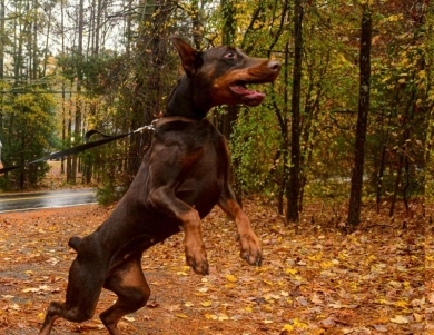AKC Full Euro  Doberman Pinscher