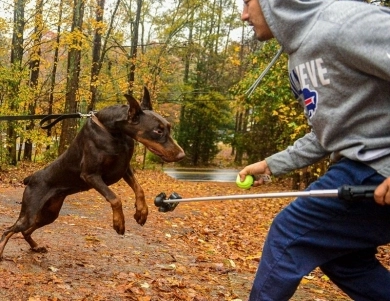 AKC Full Euro  Doberman Pinscher