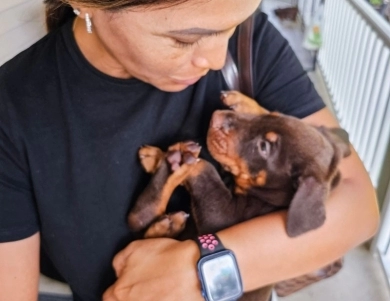 AKC Full Euro  Doberman Pinscher