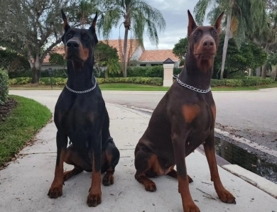 AKC Full Euro  Doberman Pinscher