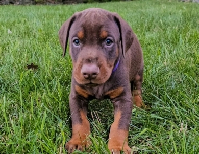 AKC Full Euro  Doberman Pinscher