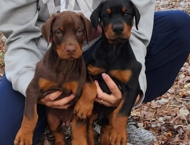 AKC Full Euro  Doberman Pinscher