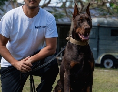 AKC Full Euro  Doberman Pinscher