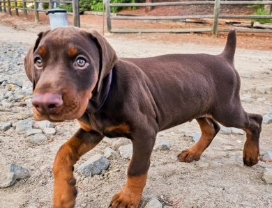 AKC Full Euro  Doberman Pinscher