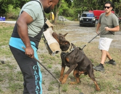 AKC Full Euro  Doberman Pinscher