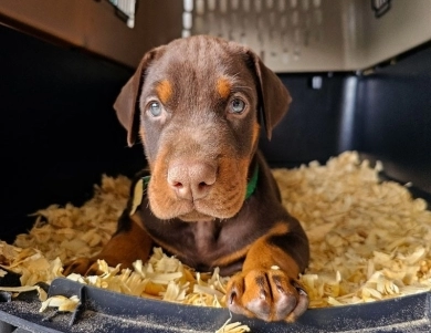 AKC Full Euro  Doberman Pinscher