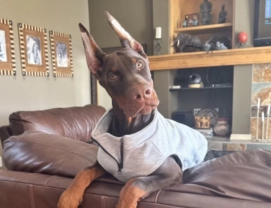 AKC Full Euro  Doberman Pinscher