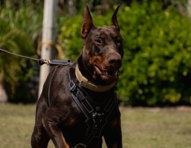 AKC Full Euro  Doberman Pinscher