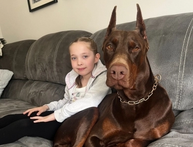 AKC Full Euro  Doberman Pinscher