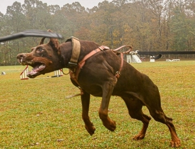 AKC Full Euro  Doberman Pinscher