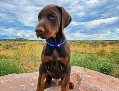 AKC Full Euro  Doberman Pinscher