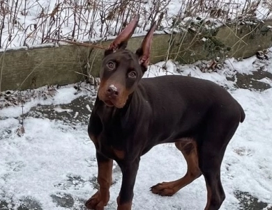 AKC Full Euro  Doberman Pinscher