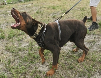 AKC Full Euro  Doberman Pinscher