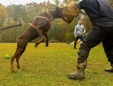 AKC Full Euro  Doberman Pinscher