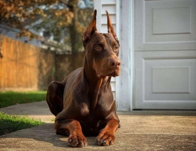AKC Full Euro  Doberman Pinscher
