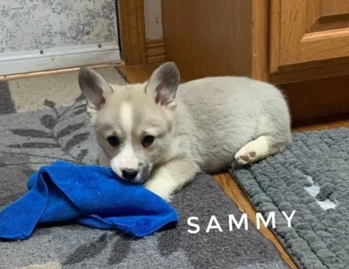 Sammy Puppies for Sale