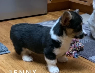 Jenny Puppies for Sale