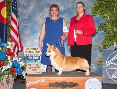 GCH CH Foxlore Ace of Bingo's Palace Pembroke Welsh Corgi