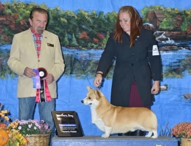 GCH CH Foxlore Ace of Bingo's Palace
