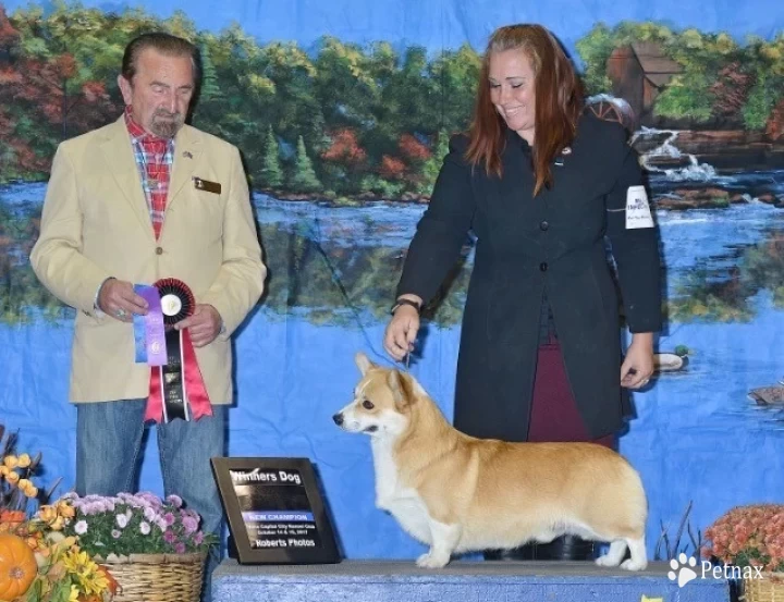 GCH CH Foxlore Ace of Bingo's Palace Pembroke Welsh Corgi