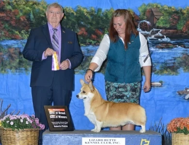 GCH CH Foxlore Ace of Bingo's Palace Pembroke Welsh Corgi