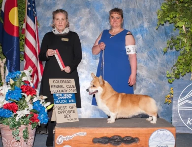 GCH CH Foxlore Ace of Bingo's Palace Pembroke Welsh Corgi