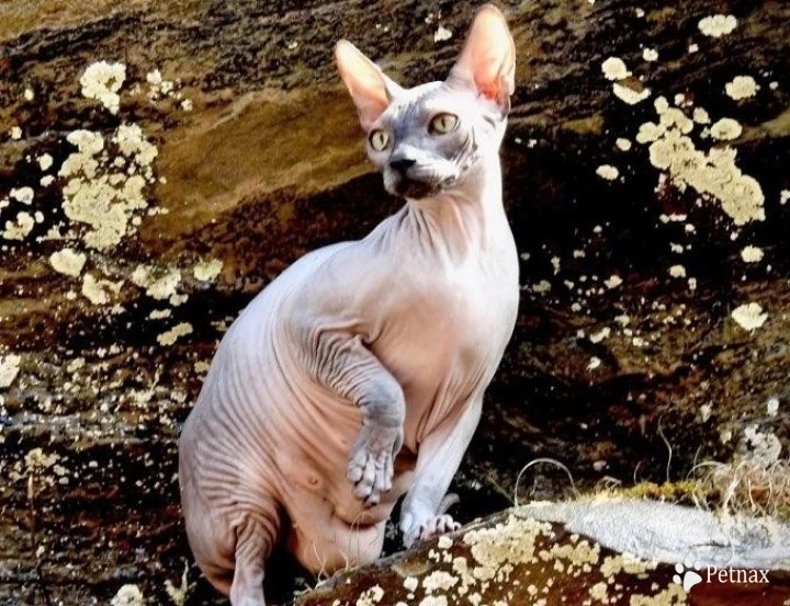 JuJuBe Sphynx