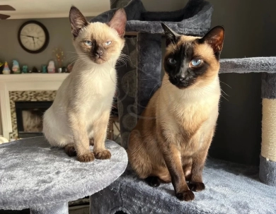 Siamese
