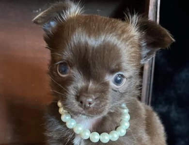 AKC Chihuahua puppies for sale 