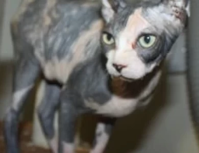 Kiss This Sphynx