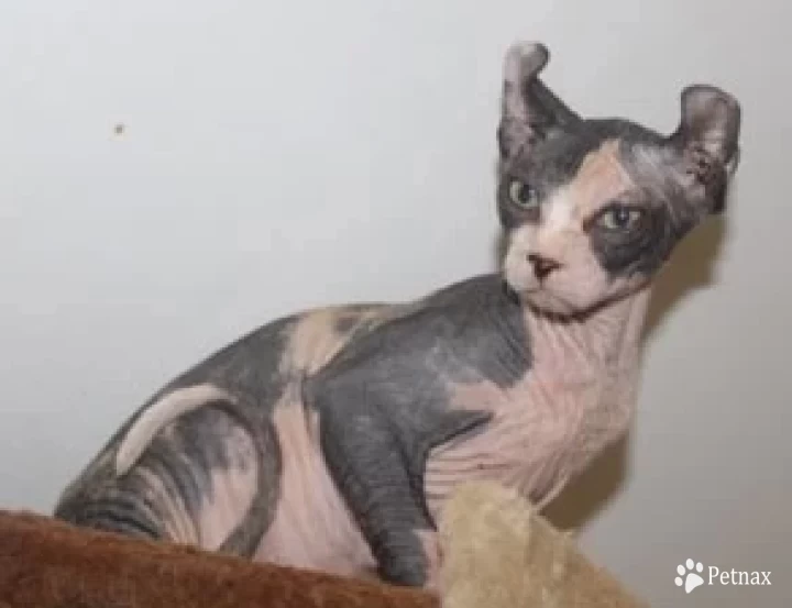 Kiss This Sphynx