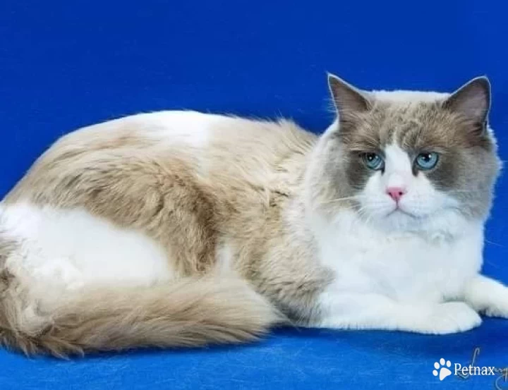 Royal JackSon Ragdoll