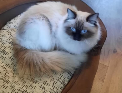 Basha Rose Ragdoll