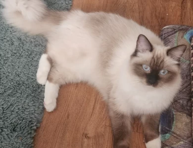 Basha Rose Ragdoll