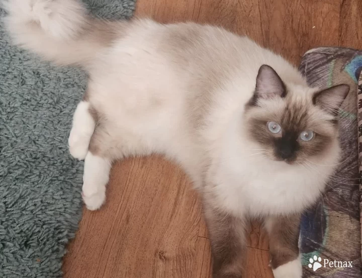 Basha Rose Ragdoll