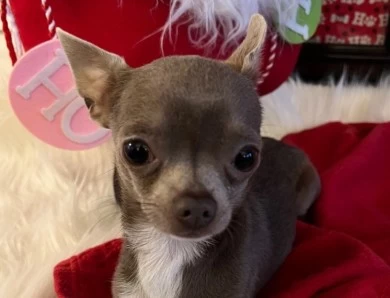 Boo Chihuahua