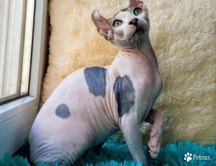 Miss Muffet Sphynx