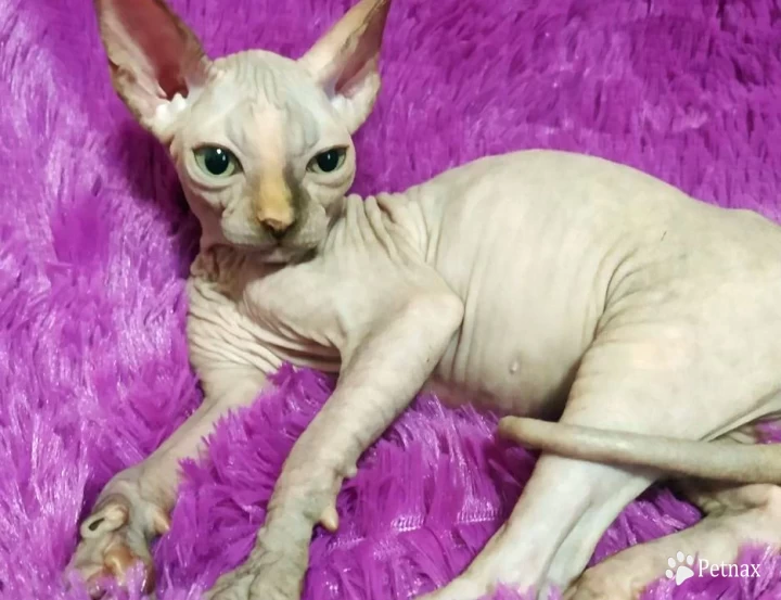 Pastel Sphynx